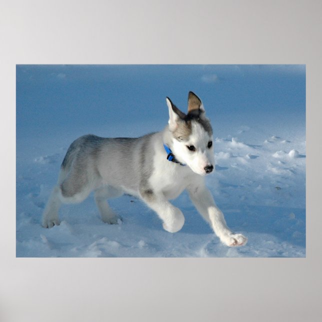 Pup in the snow poster (Front)