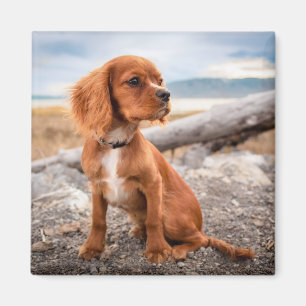 Pup On Vacation Magnet