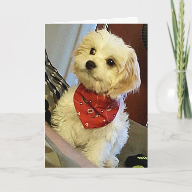 PUP WISHES "YOUR TWIN"/"BEST FRIEND" BIRTHDAY WISH CARD (Front)