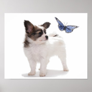 PUP WITH BUTTERFLY POSTER