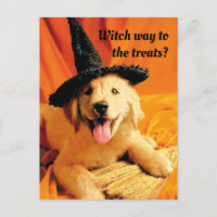Pup With Witch Hat and Broom