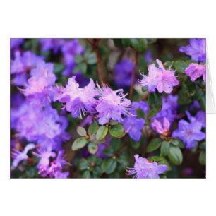 puple azalea flowering bush