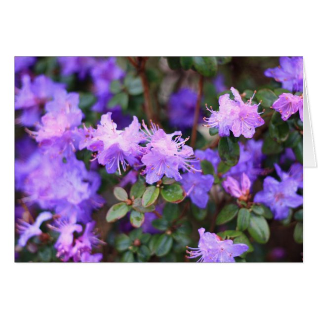 puple azalea flowering bush (Front Horizontal)