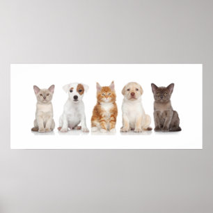 Puppies and Kittens - Poster - srf