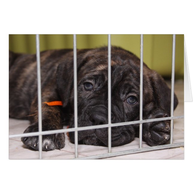 Puppies Are Cute (Front Horizontal)