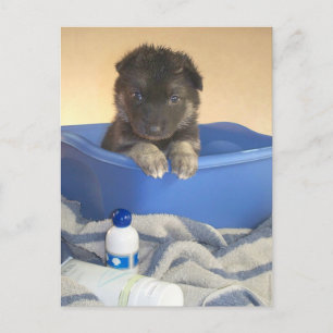 Puppies Bath Time Postcard
