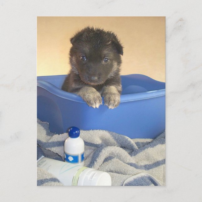 Puppies Bath Time Postcard (Front)