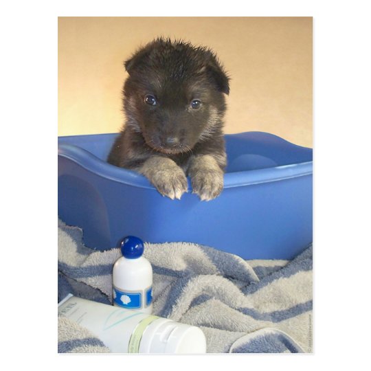 Puppies Bath Time Postcard