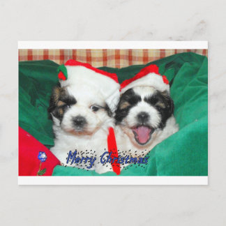 Puppies Christmas card ( shih-tzu's)