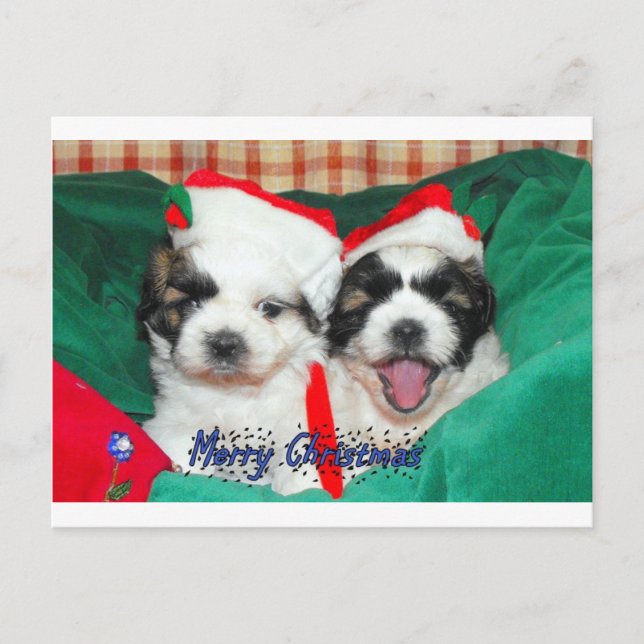 Puppies Christmas card ( shih-tzu's) (Front)