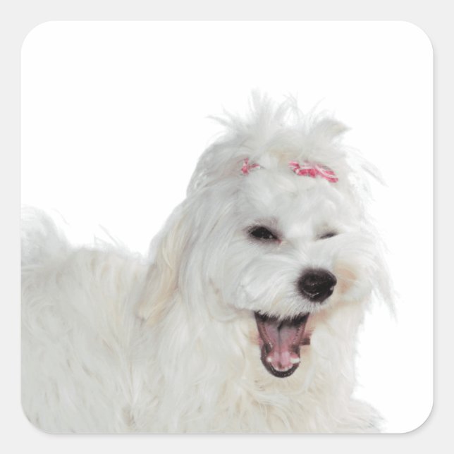 Puppies Cute Maltese Dog Square Sticker (Front)