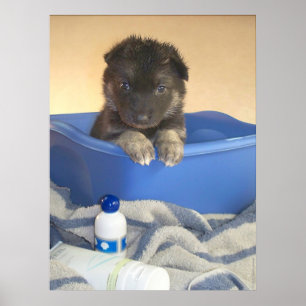 Puppies First Bath Poster