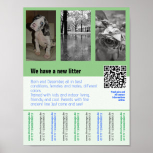puppies for sale flyer with QR code Poster