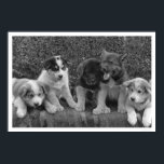 Puppies in Alaska 1921 Poster<br><div class="desc">A classic photograph from the Alaskan documentary efforts of Frank G. Carpenter. This commemorative poster print features a View of some cute puppies which will some day pull dog sleds in Alaska,  taken in 1921.</div>