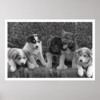 Puppies in Alaska 1921