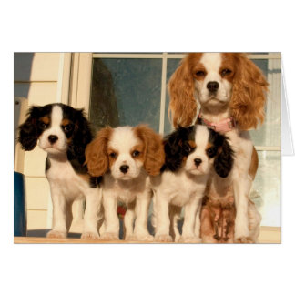 Puppies on the Porch