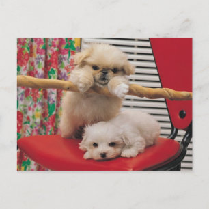 Puppies Playing Postcard
