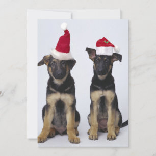 Puppies with santa hats holiday card