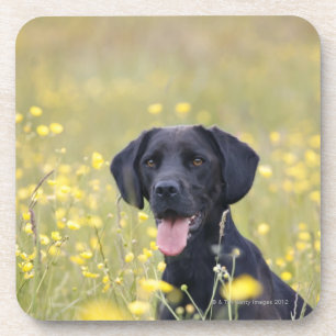 Puppy 16 Months 2 Coaster
