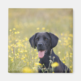 Puppy 16 Months 2 Magnet