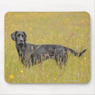 Puppy 16 Months Mouse Pad