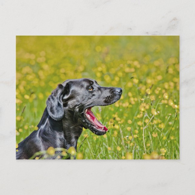 Puppy 16 Months Postcard (Front)