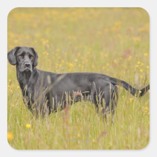 Puppy 16 Months Square Sticker