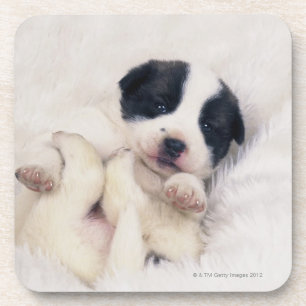 Puppy 2 coaster