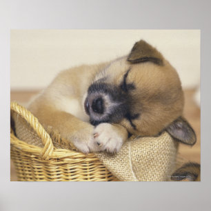 Puppy 3 poster