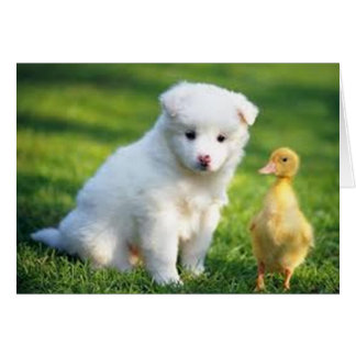 Puppy and Duckling