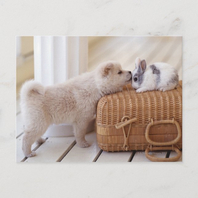 Puppy and rabbit postcard (Front)