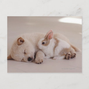 Puppy and Rabbit Postcard