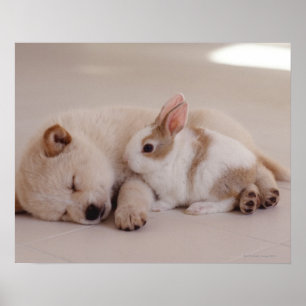 Puppy and Rabbit Poster