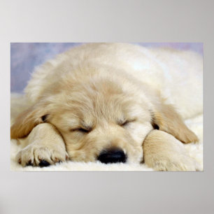 Puppy asleep poster