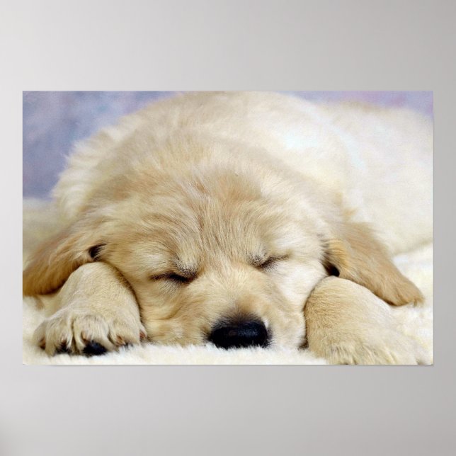 Puppy asleep poster (Front)