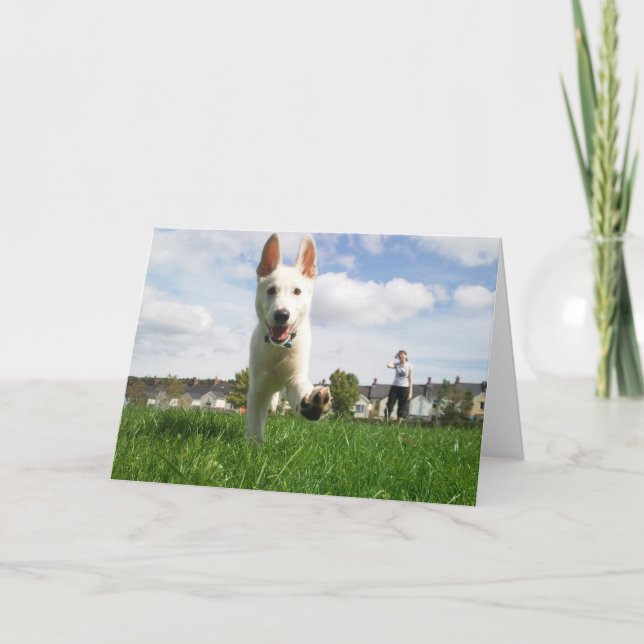 Puppy at Play Greeting Card (Front)