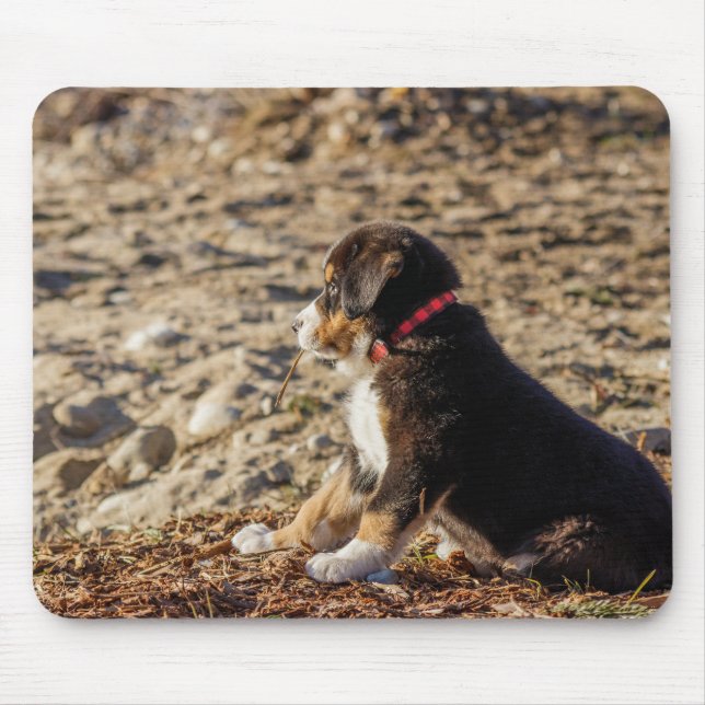 puppy, bernese mountain dog, beach mouse pad (Front)