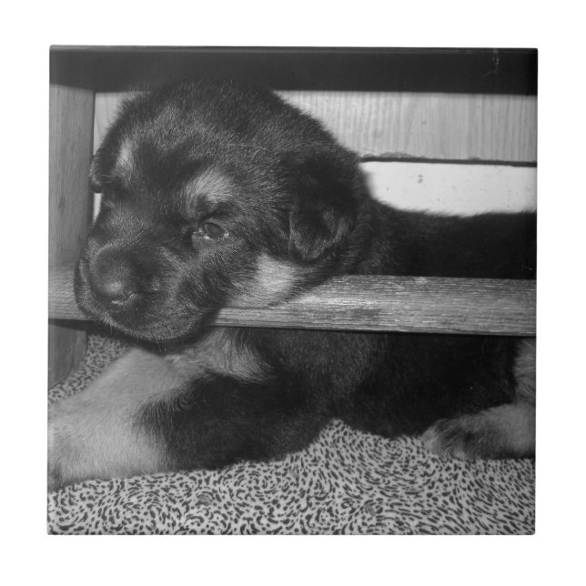 Puppy Black&White Tile (Front)