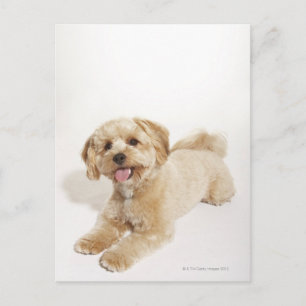 Puppy (Canis familiaris) 2 Postcard