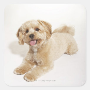 Puppy (Canis familiaris) 2 Square Sticker