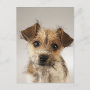 Puppy (Canis familiaris) Postcard