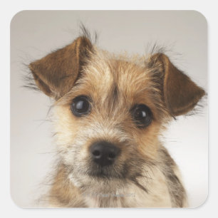 Puppy (Canis familiaris) Square Sticker