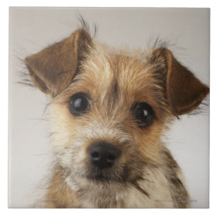Puppy (Canis familiaris) Tile