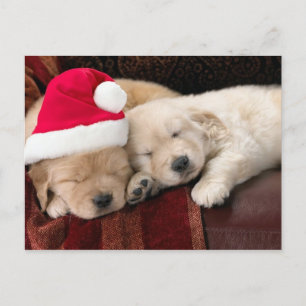Puppy Christmas Holiday Postcard