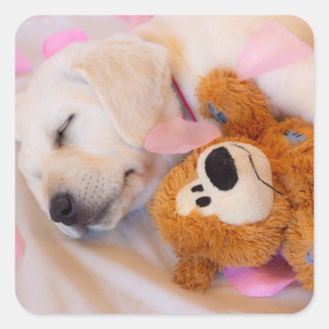 Puppy cuddles 02 square sticker (Front)
