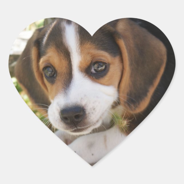 Puppy Dog Beagle Heart Sticker (Front)