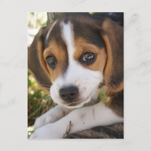 Puppy Dog Beagle Postcard (Front)