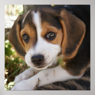 Puppy Dog Beagle Poster