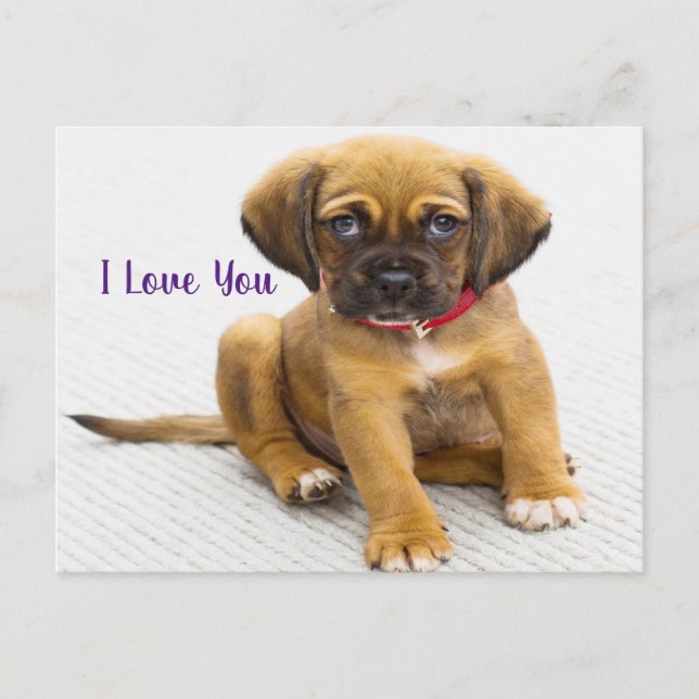 Puppy dog eyes postcard (Front)