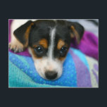 Puppy Dog Eyes Postcard<br><div class="desc">Beautiful 6-Week Old Jack Russell Terrier puppy,  vibrant colours,  heart melting puppy dog eyes postcard.</div>